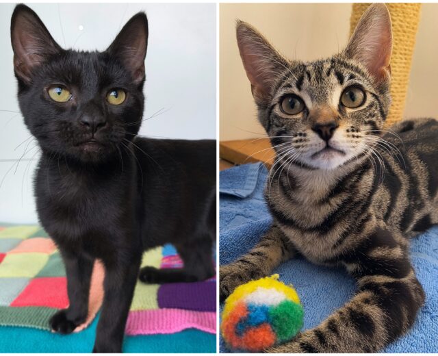 Bramble & Fern