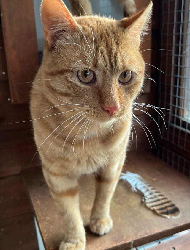 Axel